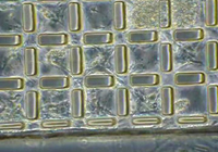 Cultured cardiac muscle cells from rats