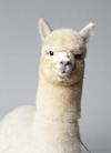 Alpaca