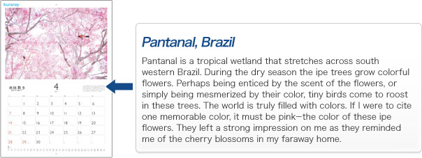 Pantanal, Brazil Pantanal is a tropical wetland that stretches across south western Brazil. During the dry season the ipe trees grow colorful flowers. Perhaps being enticed by the scent of the flowers, or simply being mesmerized by their color, tiny birds come to roost in these trees. The world is truly filled with colors. If I were to cite  one memorable color, it must be pink－the color of these ipe flowers. They left a strong impression on me as they reminded me of the cherry blossoms in my faraway home.